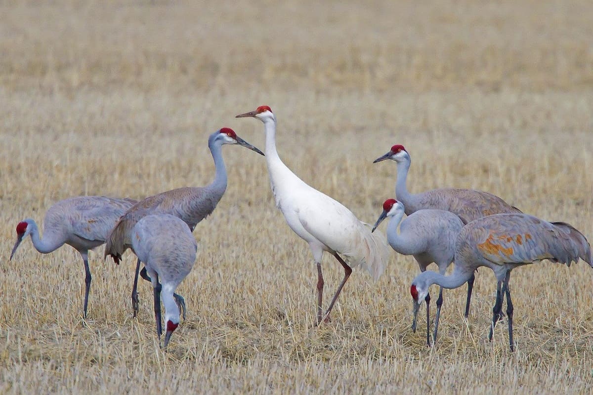Wildlife and bird watching in the Klamath Basin near Klamath Falls, Oregon