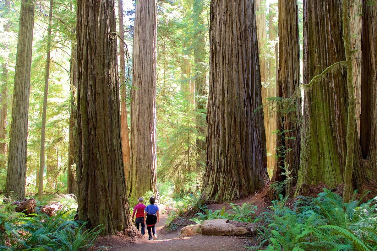 Jedediah Smith Redwoods in Northern California