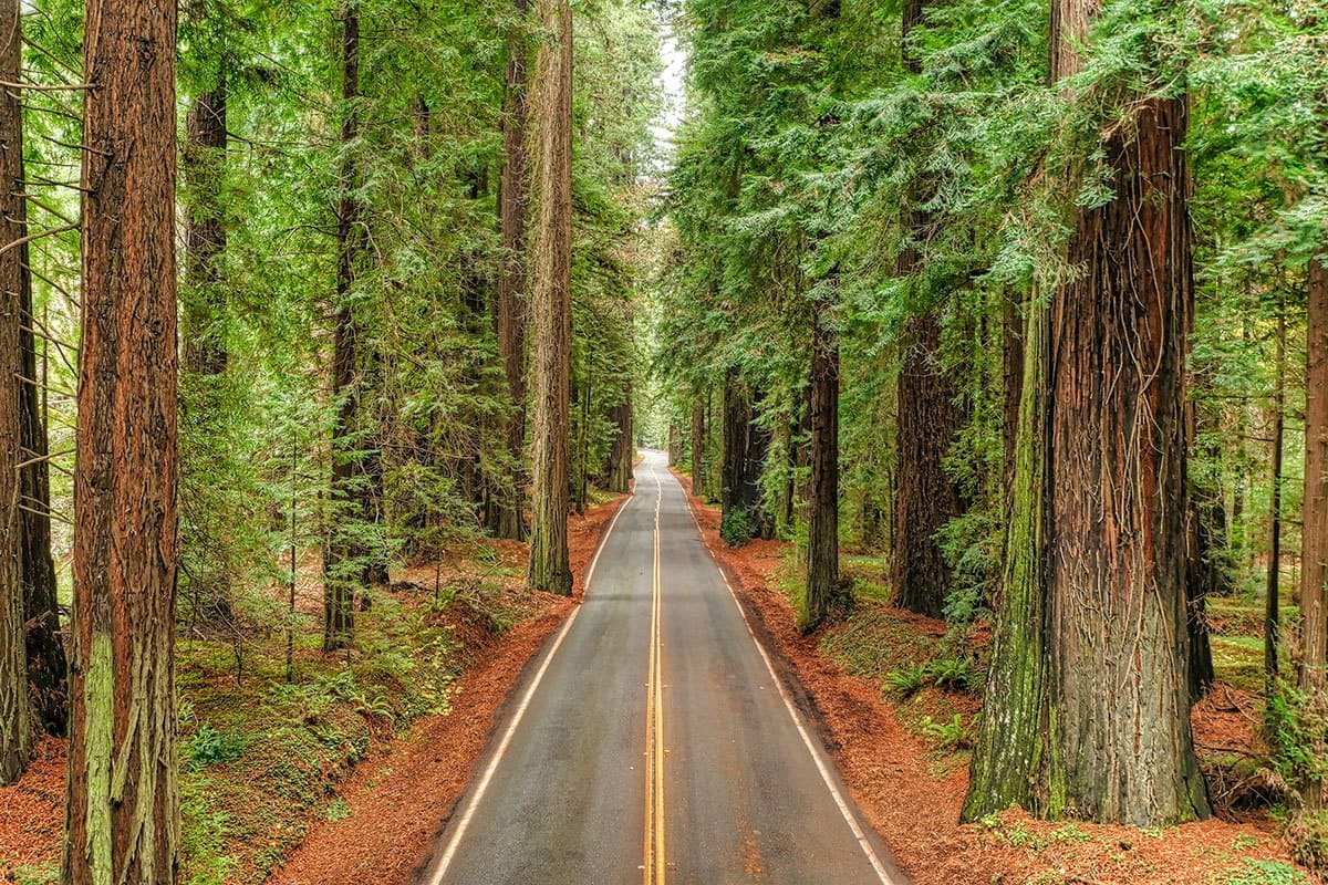 Scenic road through forests toward the Pacific Coast